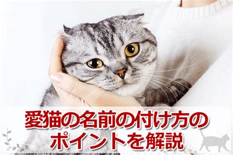 猫の名前 キャットフードのabc