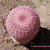 Plantfiles Pictures Echinocereus Species Arizona Ruby Rainbow