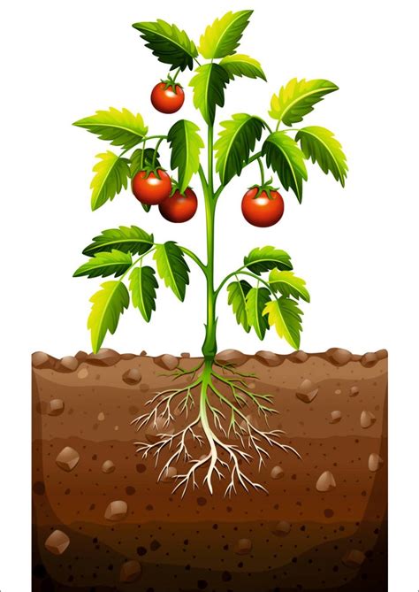 Ilustraci N Que Muestra Las Partes De Una Planta De Tomate Artofit