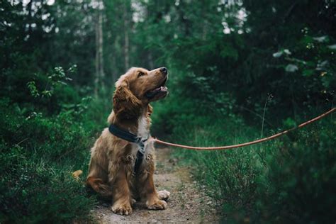 Rêver de chien en islam signification et interprétation questions à poser