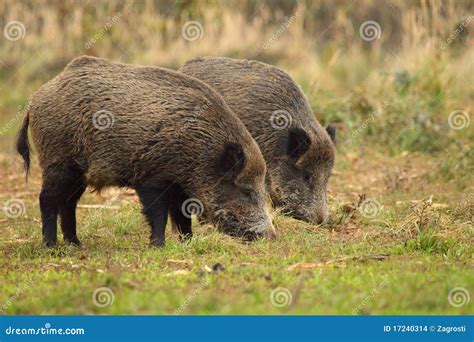 Wild boar brothers stock photo. Image of light, brown - 17240314