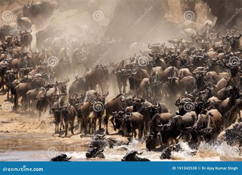 Wildebeests Migration and River Crossing, Mara River, Masai Mara Stock ...