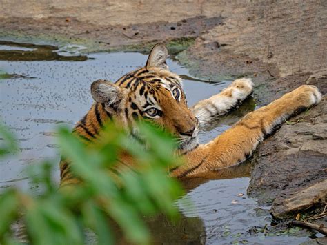 Tigress Chilling In A Jungle Stream On A Hot Summer Afternoon