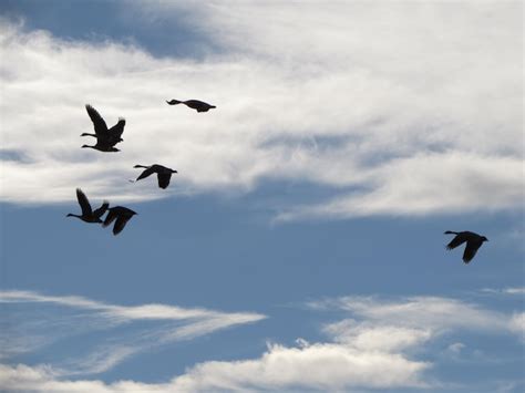 Premium Photo Low Angle View Of Birds Flying In Cloudy Sky