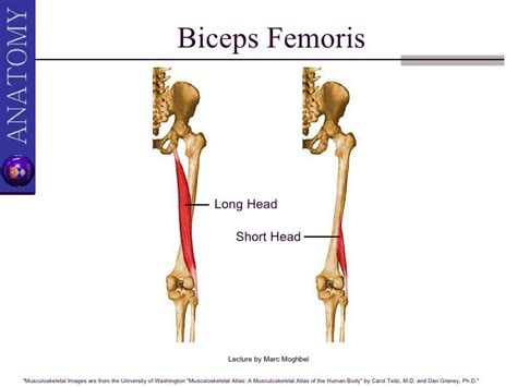 Hamstring And Popliteal Fossa Ii