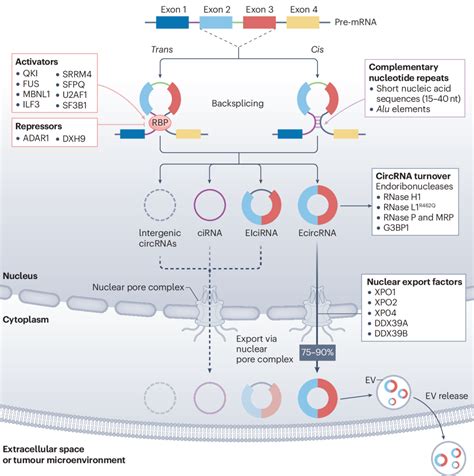 最新Nature系列综述癌症中的环状RNA MedSci cn