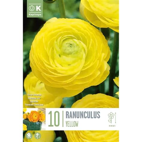 Ranunculus Aviv Yellow 10 Bulbs