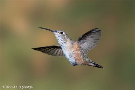 3656 Female Broad Tailed Hummingbird Selasphorus Platycercus Sonoran