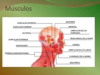 Heridas En Cara PPT