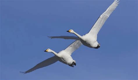 Do Swans Fly? Flight, Migration, and Pinioning Explained - Exploration ...