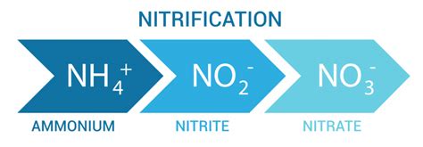 What Are The 4 Steps Of Nitrogen Cycle Earth How