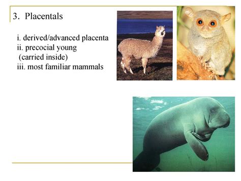 Chordates Phylum Chordata 1 Tunicates Sea Squirts 2 Lancelets Ppt Download