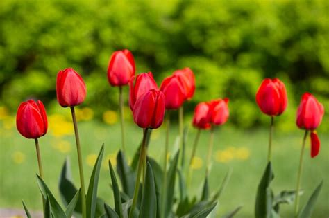 Roter Tulpen Hintergrund Blütenknospe im Frühling im Sonnenlicht