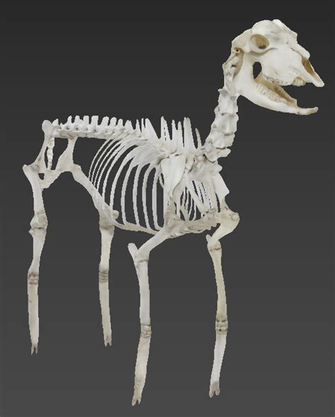 Whole Body Skeleton Of Goat For Veterinary Science Museum Company