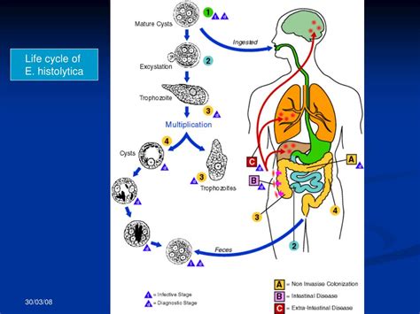 Ppt Intestinal And Luminal Protozoa Powerpoint Presentation Free Download Id5453210