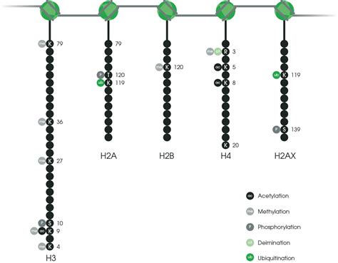 Histone Modifications Abcam