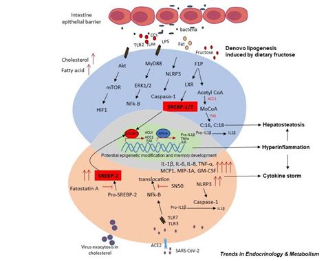 Immunometabolism And Inflammation