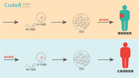 癌症的體細胞變異及生殖細胞變異 科德施基因 Codex Genetics