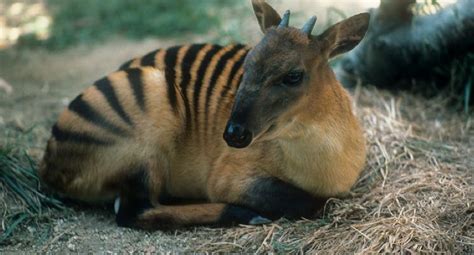 Is This Real Life...? Zebra Duiker! | Featured Creature