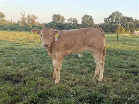 2021 Achtes Kalb LBA Memphis Lieven Blonde D Aquitaine
