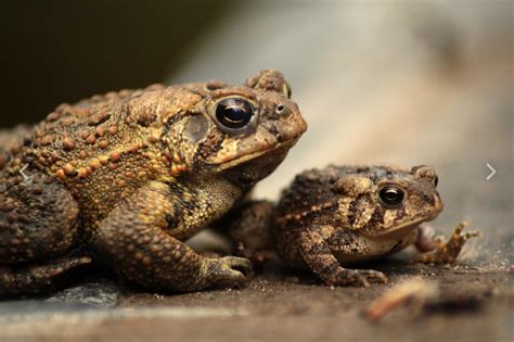 Frosch oder Kröte Lernen Sie ihre Unterschiede zu erkennen ACU