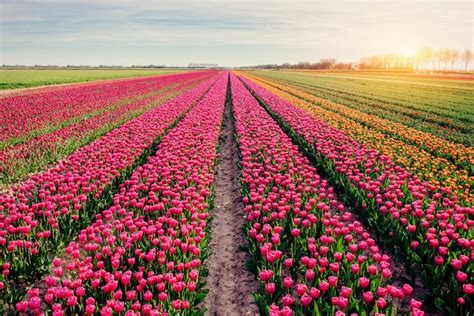 Campo De Tulipas Na Holanda Holanda Foto Premium