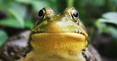 Quando O Sapo Canta Entenda O Que é O Coaxar Petz