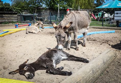 Nachwuchs Im Eselpark In Zons