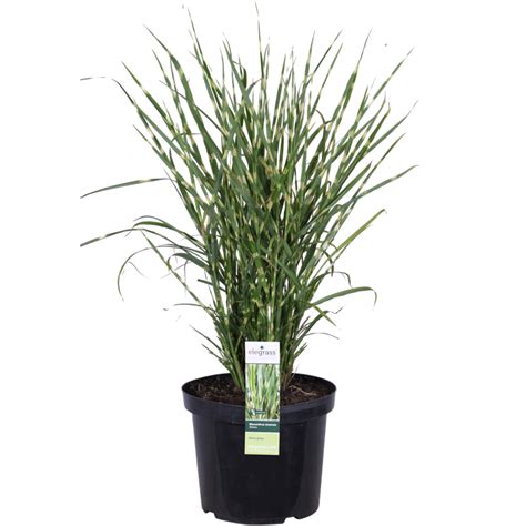 Miscanthus sinensis ‘Strictus’ - Perfect Garden