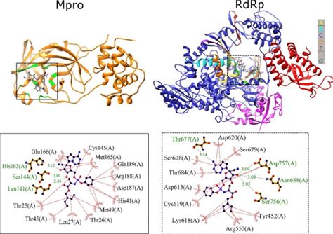 Remdesivir S Binding Site In Complex With Mpro And RNA Polymerase 51