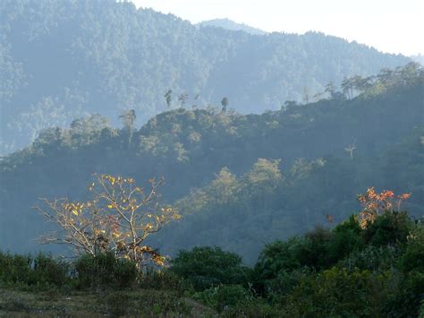 Elevation Of Mansong Cinchona Plantation West Bengal India