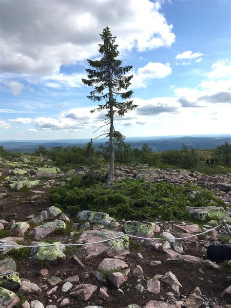 Worlds Oldest Tree Called Old Tjikko In Fulufj Llet National Park