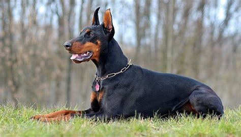 10 Mejores Razas De Perros Guardianes ¡sorpréndete Wakyma