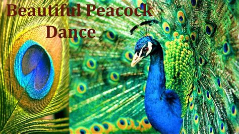 Peacock Dance Amazing Peacock Dance With Natural Sound Most Beautiful