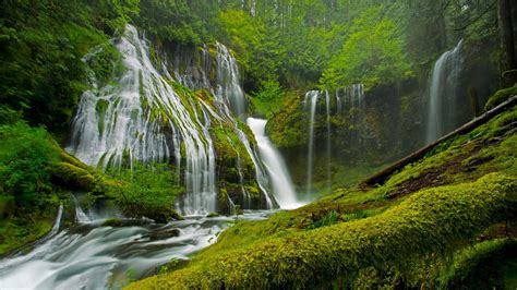 A large forest with 6,000 of years of history - Bing WallPaper