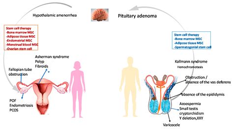 Cells Free Full Text Application Of Stem Cell Therapy For Infertility