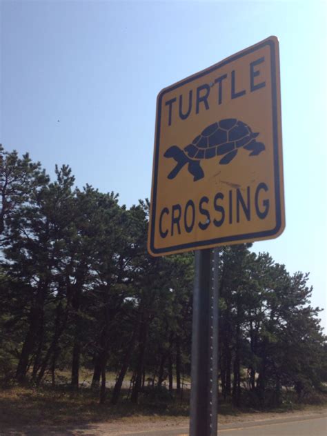 Turtle Crossing Warning Sign On Us In Provincetown Ma