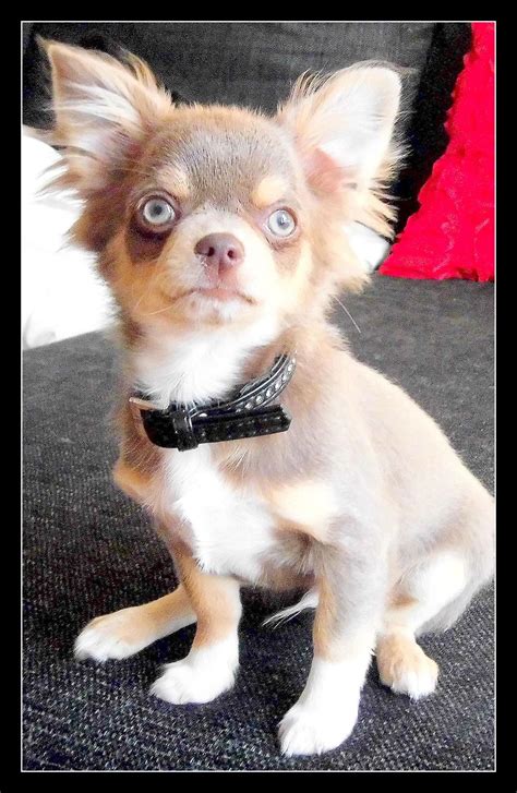 Chihuahua buff - Billeder af hunde - Uploaded af kenneth j