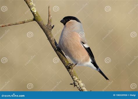 Female Eurasian Bullfinch In The Rays Of The Rising Sun Sitting On The