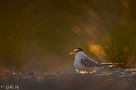 Least Tern and Eggs — Ray Hennessy Wildlife
