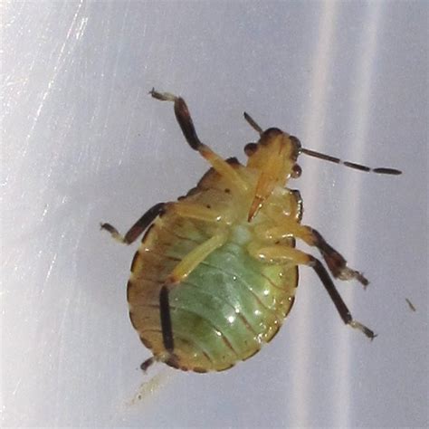 Stink Bug Nymph July Podisus Maculiventris Bugguide Net