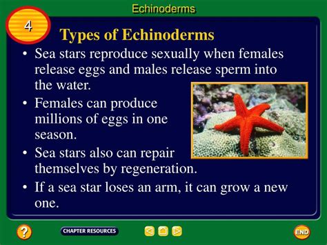 Ppt Echinoderm Characteristics Powerpoint Presentation Free Download Id 4052970