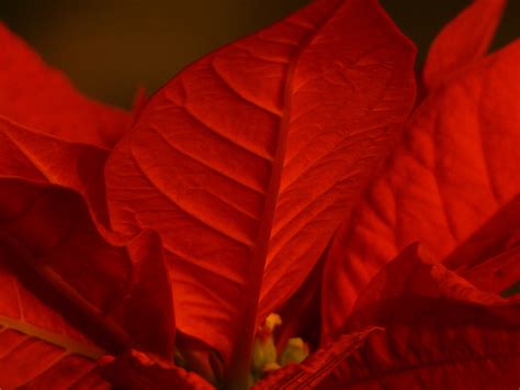 Kostenlose foto Blatt Blume Blütenblatt rot Herbst Weihnachten