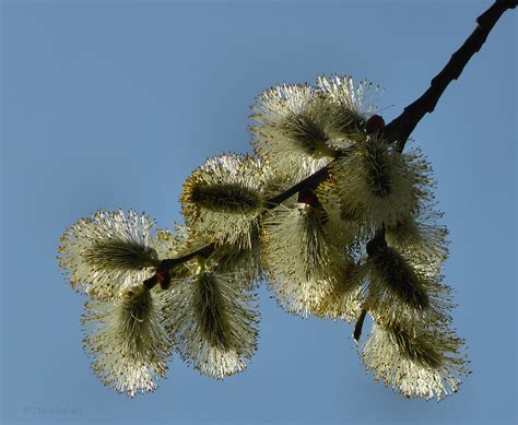 Fondos de pantalla cielo rama polen flor primavera árbol