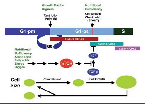 Figure 4 From Cell Growth Checkpoint S Regulation Of G 1 Cell Cycle