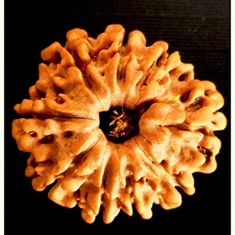 Buy Divya Shakti Original Indonesian Nine Face Rudraksha Mukhi