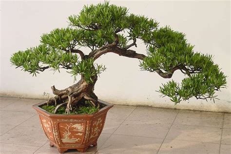 Podocarpus Macrophyllus - Prime Bonsai