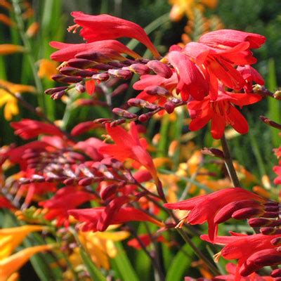 Crocosmia 'Emberglow' - Dorset Perennials