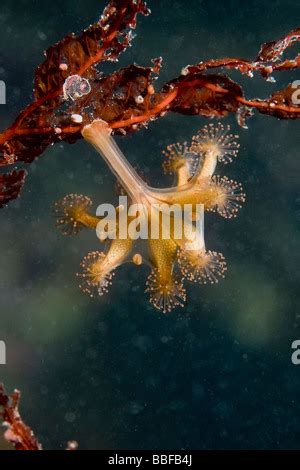 Stalked Jellyfish Stauromedusae Haliclystus Spp Southeast Alaska Stock