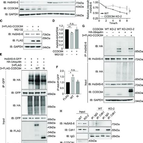 Ccdc84 Regulates Apc C Cdh1 Mediated Hssas 6 Ubiquitination Download Scientific Diagram